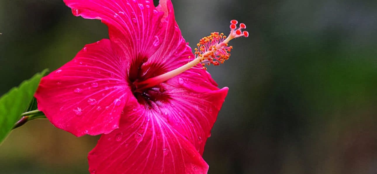Unveiling the Health Secrets of Hibiscus Tea: A Deep Dive into its Benefits